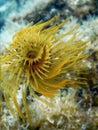 Tubeworm underwater Sabella spallanzaniiÃÂ Sea Life